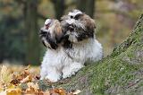 SHIH TZU 144